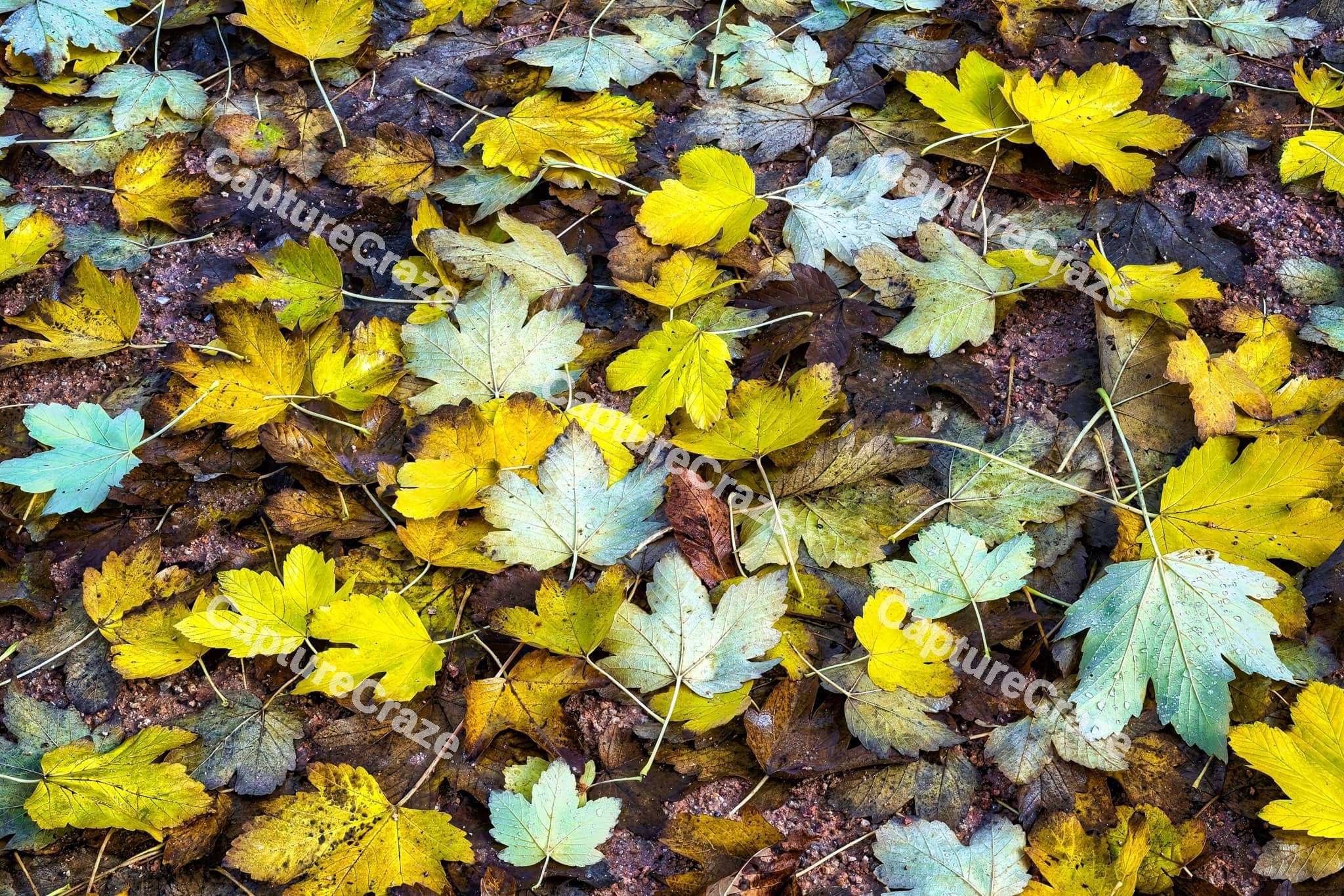 Flat lay dry leaves